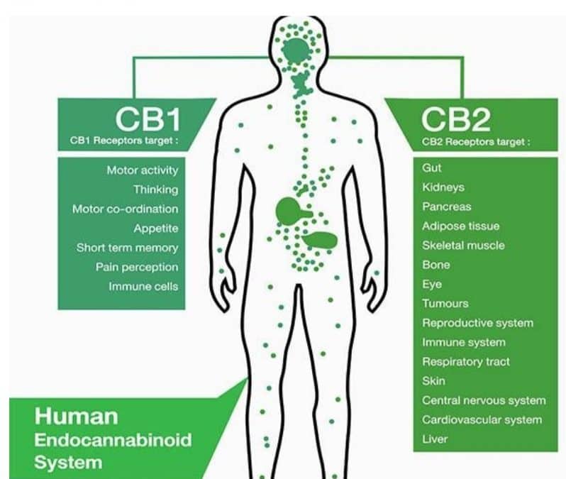 Intro to the Endocannabinoid System